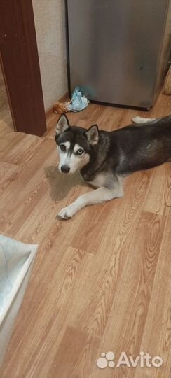 Сибирский хаски