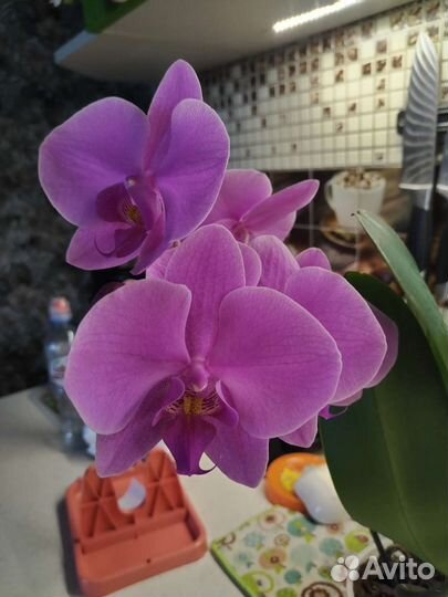 Орхидея фаленопсис