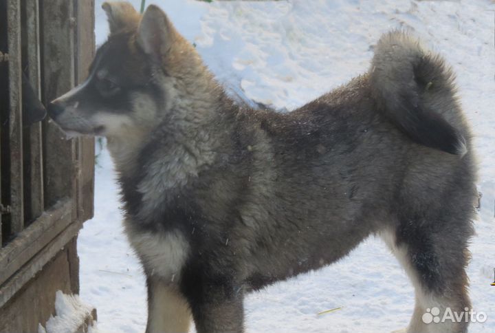 Девочка от рабочей лайки