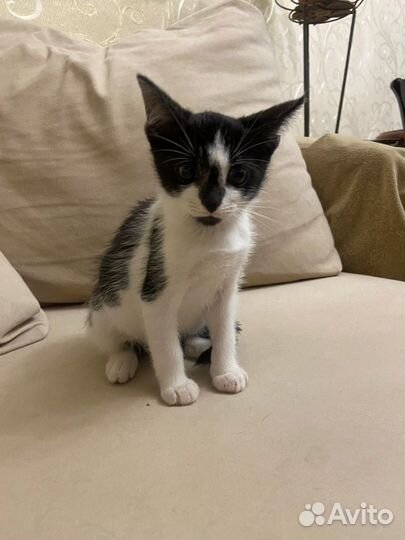 Котенок 2 месяца