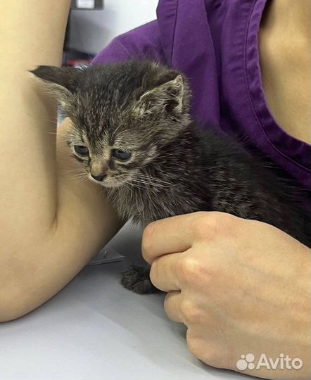 Бездомный котёнок