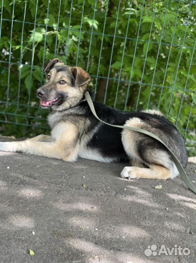 Камилла робкая и нежная собака из приюта