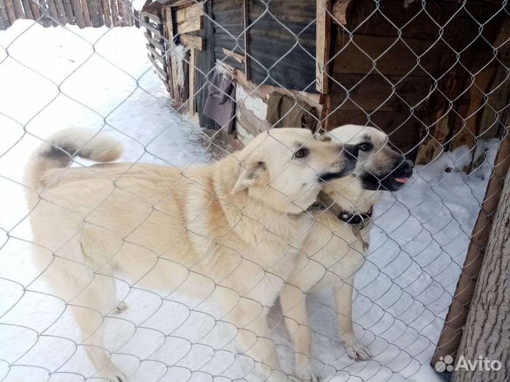 Собаки в дар бесплатно