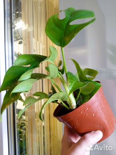 Рафидофора Tetrasperma/ монстера минима