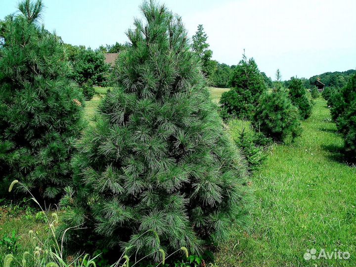 Высокая сосна на участок