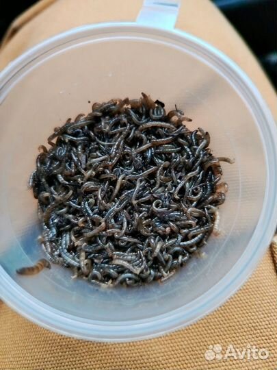 Зелёный Мотыль