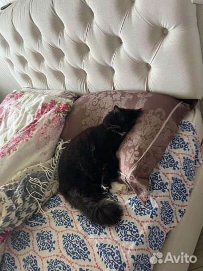 Кошки в добрые руки бесплатно