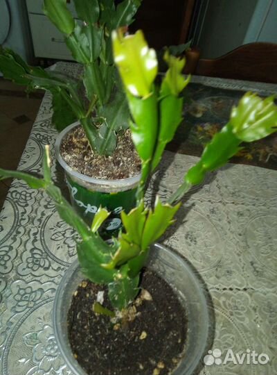 Шлюмбергера