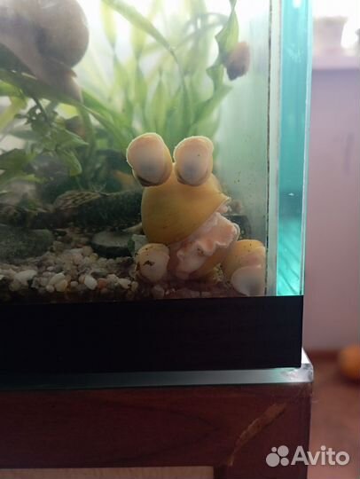 Аквариумные рыбки