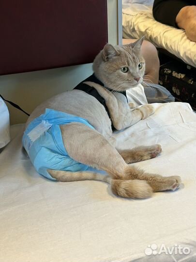 Котята мейн-кун смешанный