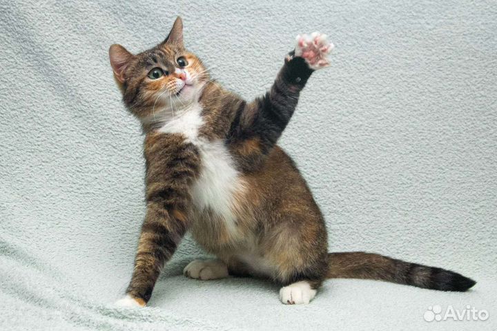 Кошка в дар