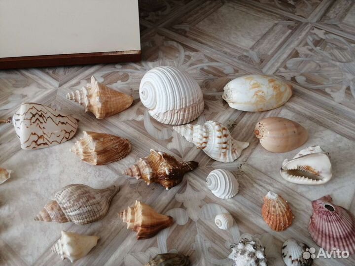 Коллекция морских раковин