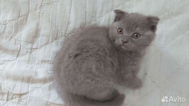 Домашние животные кошки