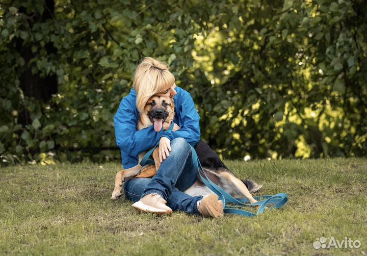 Собака из приюта в добрые руки