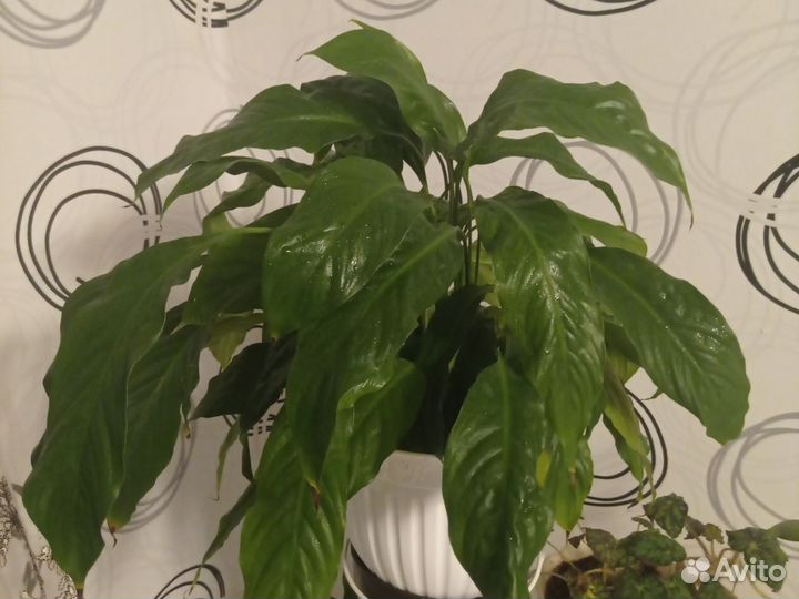 Спатифиллум