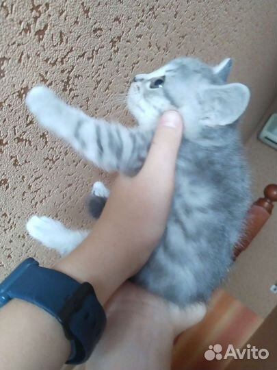 Котята в дар