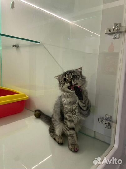 Гостиница для животных / Передержка кошек