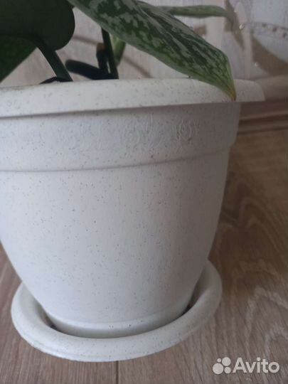 Сциндапсус пиктус треби