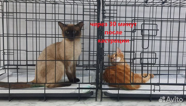 Ветеринарная клиника (стерилизация кошки)