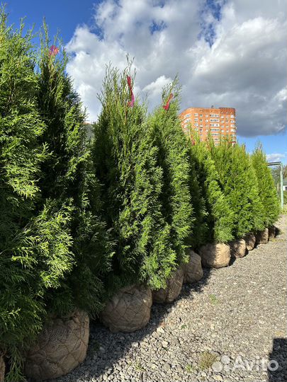 Туя Смарагд из питомника