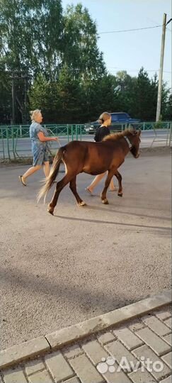 Пони. Обмен на бычка