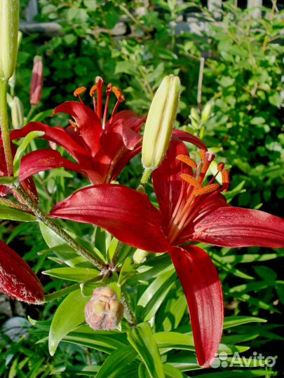 Лилии луковицы