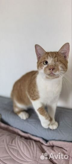 Особенный котик в дар добрым людям