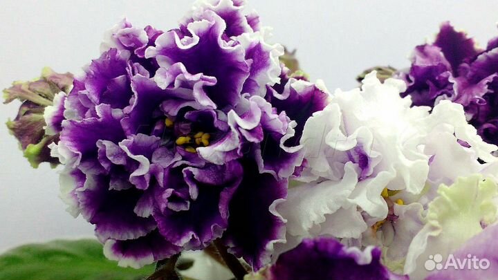 Детка с бутонамм. Листочки, детки. стартеры фиалок