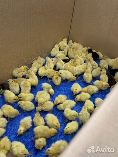 Перепела, инкубационные яйца