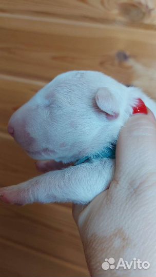 Щенки бультерьера