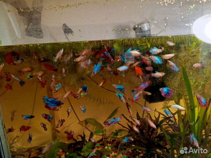 Аквариумные рыбки