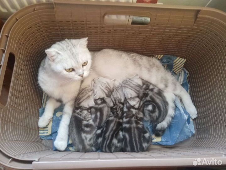 Шотландские котята