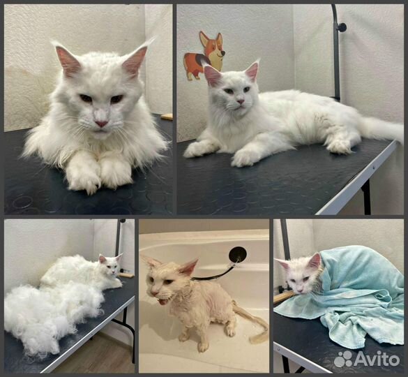 Груминг кошек