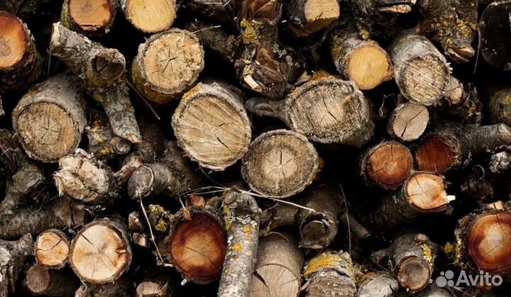 Дрова свежайшие