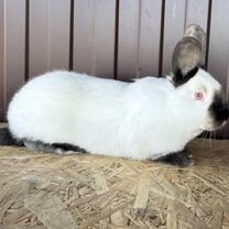 Калифорния Кролик