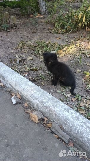 Шотландские кошечки