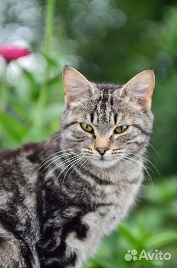 Кошка тигруля с мраморным окрасом