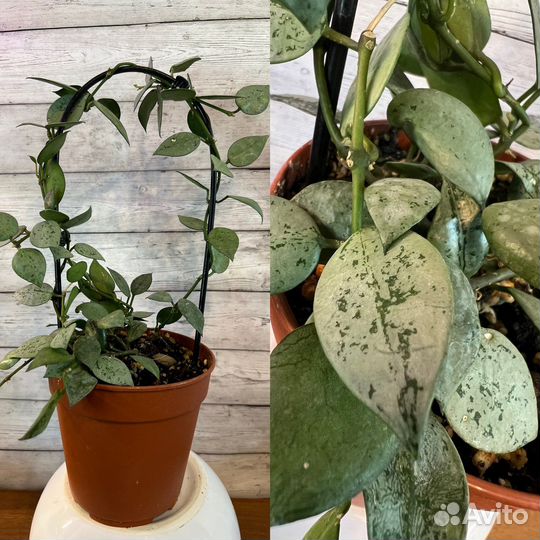 Хойи, непентесы