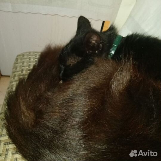 Приблудилась кошка