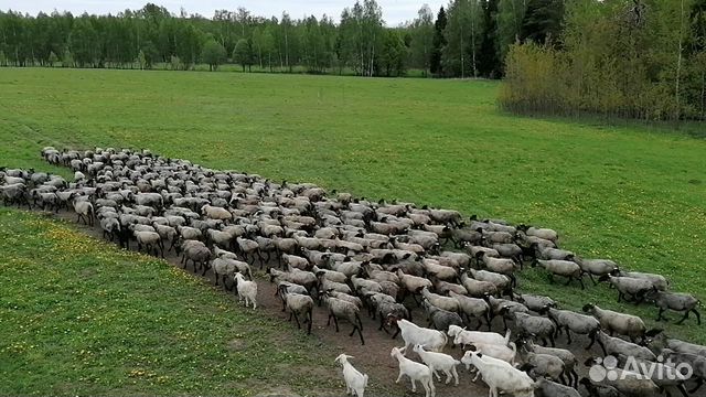 Овцы Ярки Овцематки Романовская порода племенные объявление продам