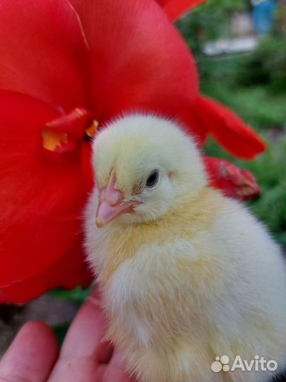 Цыплята несушки, бройлеры, перепела
