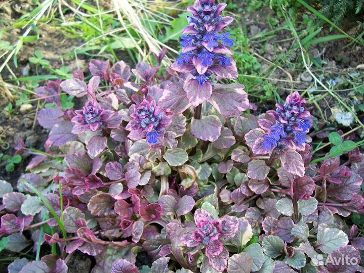 Почвопокровные растения