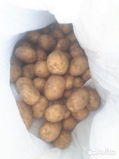Продам картофель