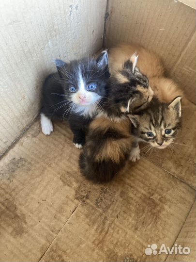 Котята в добрые руки