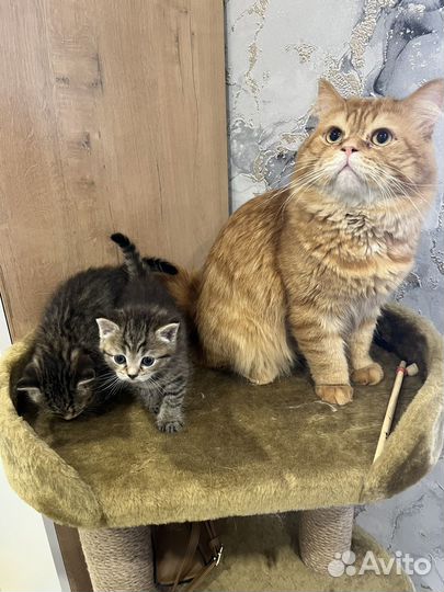 Котята персидские