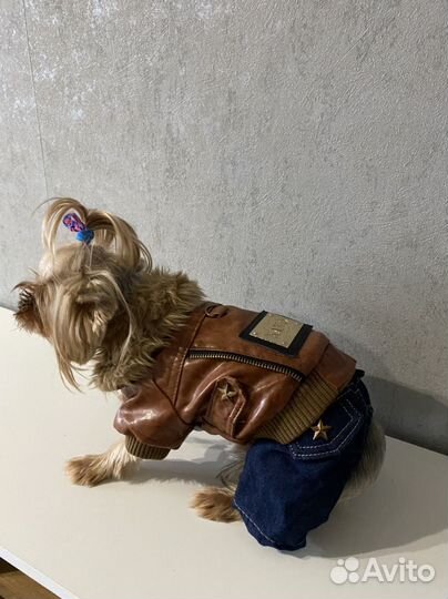 Одежда для маленьких собак s