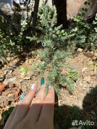 Блестящая жимолость Lonicera nitida