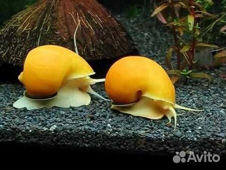 Улитки: неретина, рогатая, тигр, ампулярия, хелена