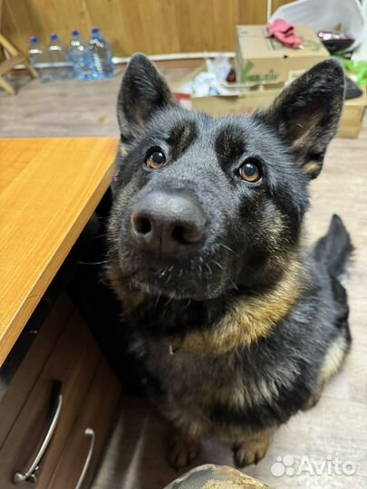 Продам щенков немецкой овчарки