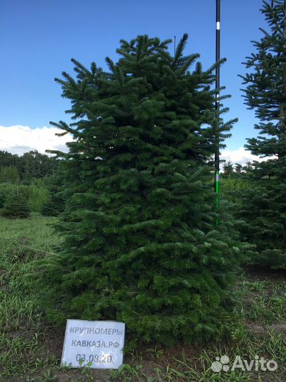 Пихта Нордмана